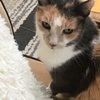 tessmartini